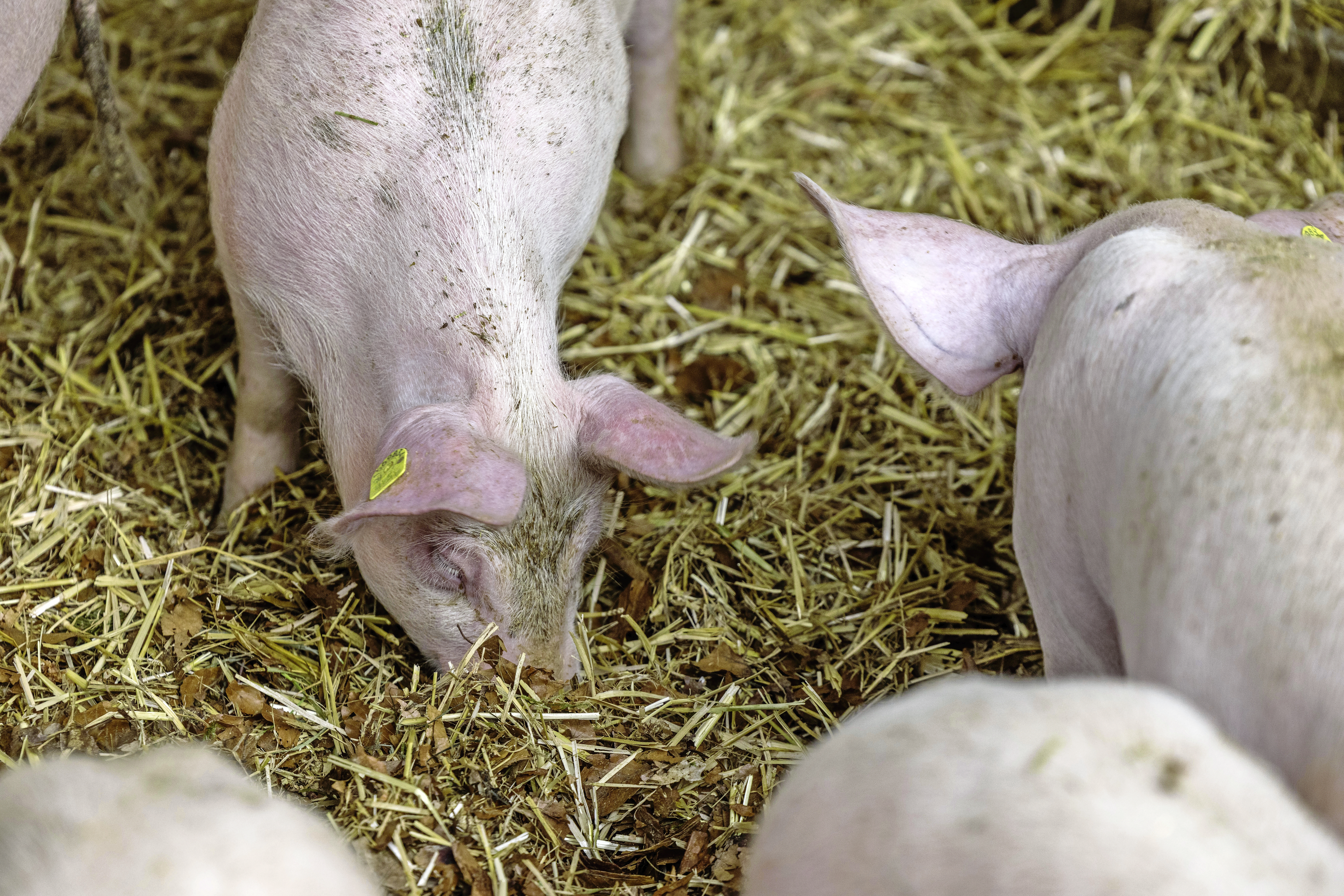 Auf dem Betrieb der Familie Krummenacher ist jede Bucht im Mastschweinestall mit einem Wühlbereich ausgestattet. 