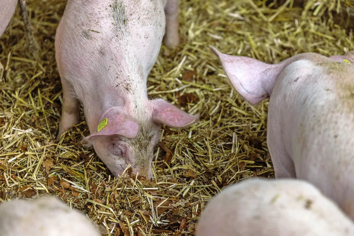 DG_26-07_TH1_Aufmacher Auf dem Betrieb der Familie Krummenacher ist jede Bucht im Mastschweinestall mit einem Wühlbereich ausgestattet.