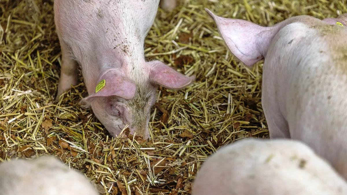 DG_26-07_TH1_Aufmacher Auf dem Betrieb der Familie Krummenacher ist jede Bucht im Mastschweinestall mit einem Wühlbereich ausgestattet.