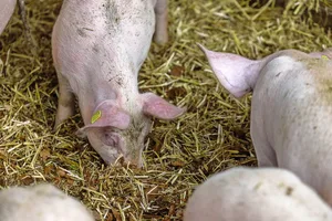 Auf dem Betrieb der Familie Krummenacher ist jede Bucht im Mastschweinestall mit einem Wühlbereich ausgestattet.