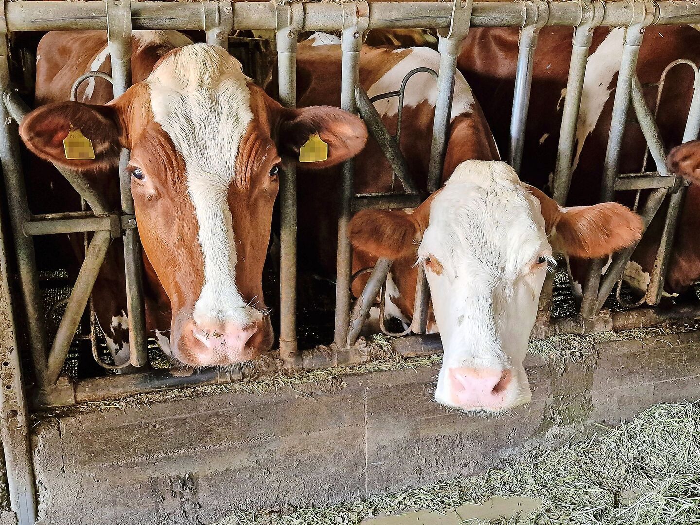 Zu heiss auf der Weide und zu heiss im Stall. Nun kommt die Zeit des Hitzestresses. Das hat Folgen auf die Fruchtbarkeit. Es gibt aber noch viele weitere Auslöser für Fruchtbarkeitsstörungen.