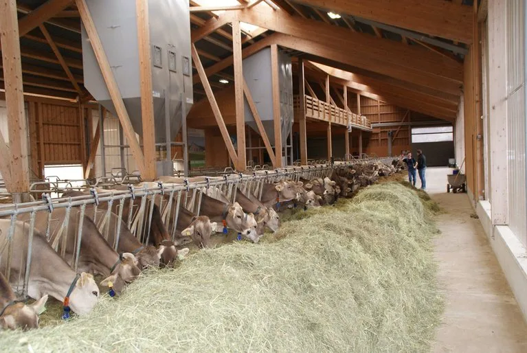 4f0c701630dba0c3cae7c278d8efdb7339ff39a6 Kühe, die Raufutter fressen, sind nicht in Konkurrenz mit Nahrungsmitteln für den Menschen. (Bild Michael Götz)