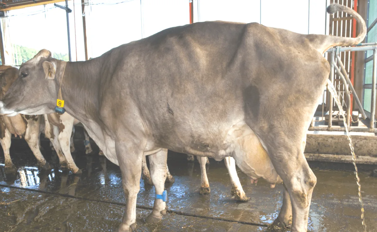 kuh_harn_agroscope Esparsette und Akazie wirken gegen Ammoniak, aber es gibt einen Haken
