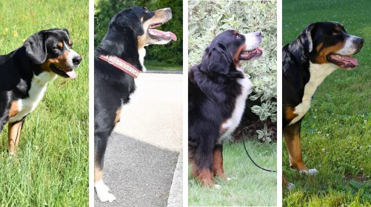 722a64381678a8a0c45cea1e075c833e17b57183 Entlebucher Sennenhund, Appenzeller Sennenhund, Berner Sennenhund und Grosser Schweizer Sennenhund im Porträt.
