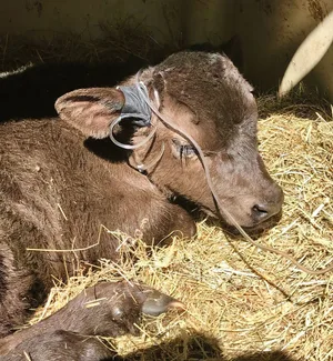 Kälber mit Durchfall können festliegen, wenn sie zu viel Flüssigkeit und Elektrolyte verlieren. Eine Infusion hilft gegen Austrocknung und Übersäuerung.