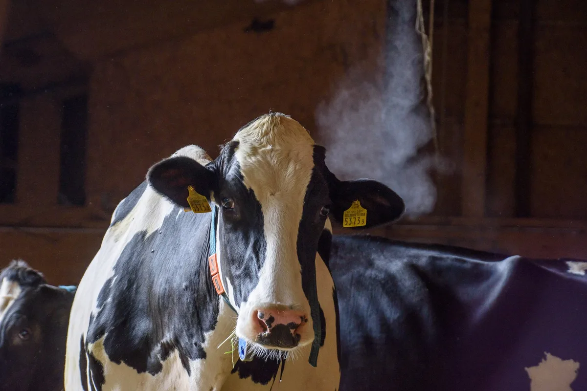 Cool bleiben und Leistung sichern: Hitzestress beim Milchvieh effektiv mindern mit schlauen Fütterungstipps von melior
