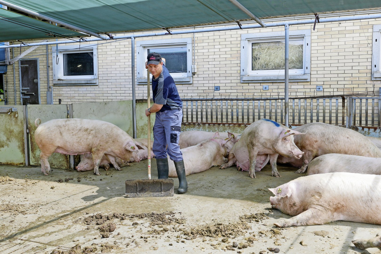Landwirt Urs Wyss ist Betriebsleiter eines Deck-/Wartebetriebs in Alchenstorf BE. Der Betrieb ist seit 1999 Teil eines AFP-Rings.