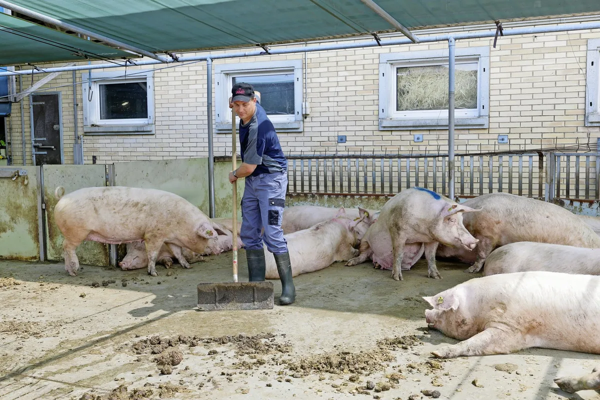 DG_25-07_MM1_Aufmacher_Ro__thlisberger Landwirt Urs Wyss ist Betriebsleiter eines Deck-/Wartebetriebs in Alchenstorf BE. Der Betrieb ist seit 1999 Teil eines AFP-Rings.