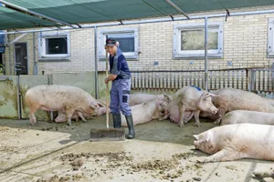 Landwirt Urs Wyss ist Betriebsleiter eines Deck-/Wartebetriebs in Alchenstorf BE. Der Betrieb ist seit 1999 Teil eines AFP-Rings.