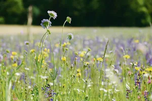 Eine Artenreiche Blumenwiese: Der ZBV plädiert dafür, bei der Förderung der Biodiversität auf möglichst vielen bestehenden Flächen die Qualitätsstufe 2 anzustreben.(Bild BauZ)