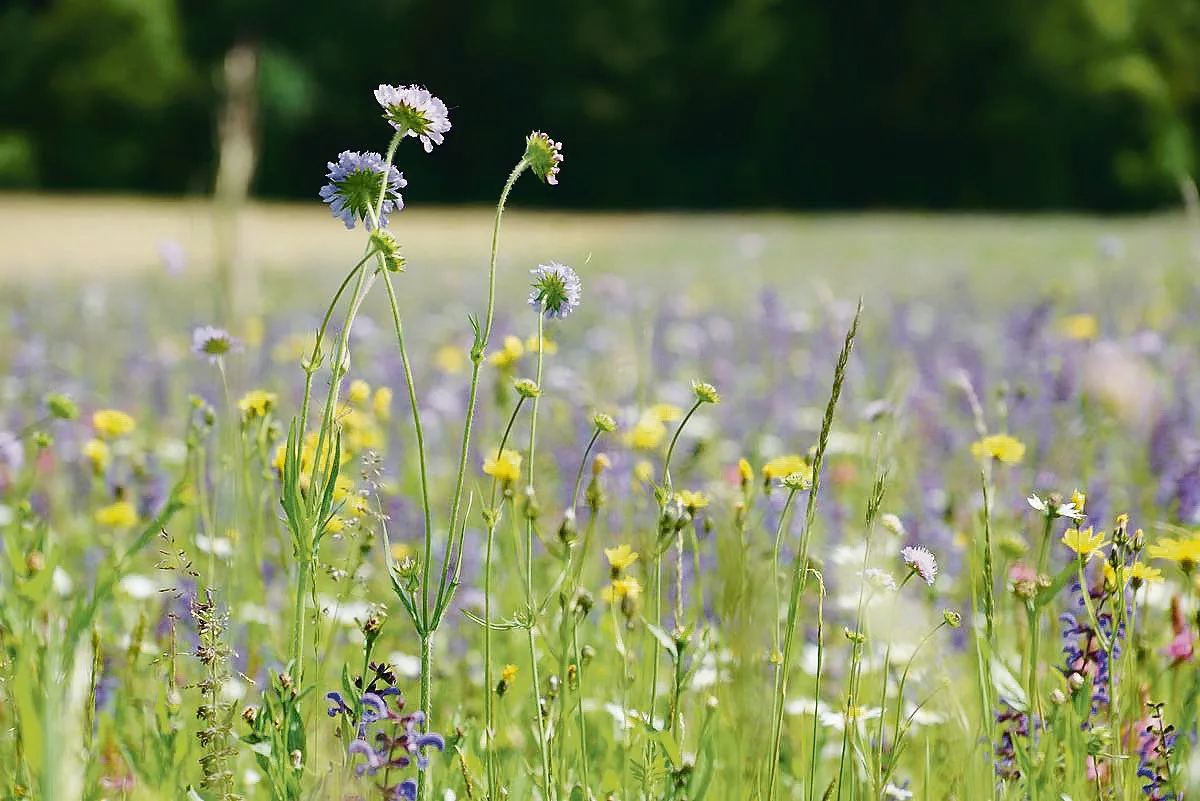 c284fb236ceec333765aa882dcc846b15972835c Eine Artenreiche Blumenwiese: Der ZBV plädiert dafür, bei der Förderung der Biodiversität auf möglichst vielen bestehenden Flächen die Qualitätsstufe 2 anzustreben.(Bild BauZ)