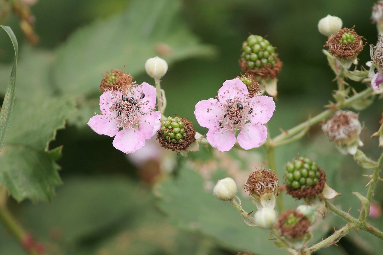 Einheimische oder Armenische Brombeere? Die Unterscheidung ist schwierig, die blassrosa Blüten deuten aber auf den Neophyten hin. Essen kann man die Beeren  beider Varianten. (Bild Pixabay)