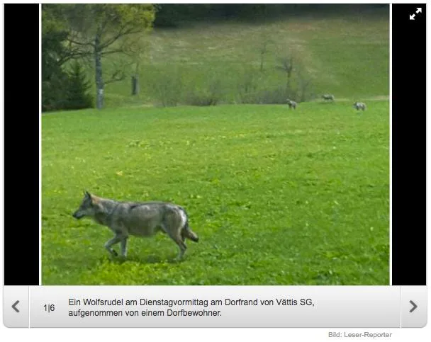ef6dac46198c18e7e1222e9186d9bbe3278ec1cc Anwohner schickten 20 Minuten dieses Bild des Calanda-Wolfrudels. (Bild Screenshot 20 Minuten)