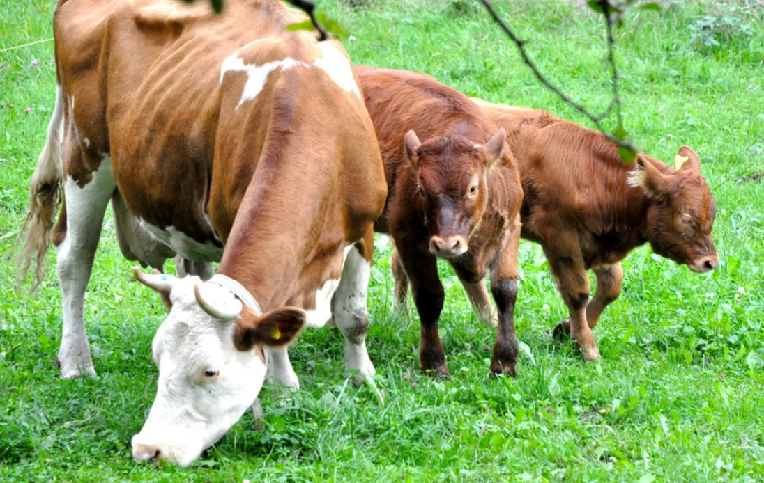 Wie Bio-Kälber gesund und artgerecht aufgezogen werden können