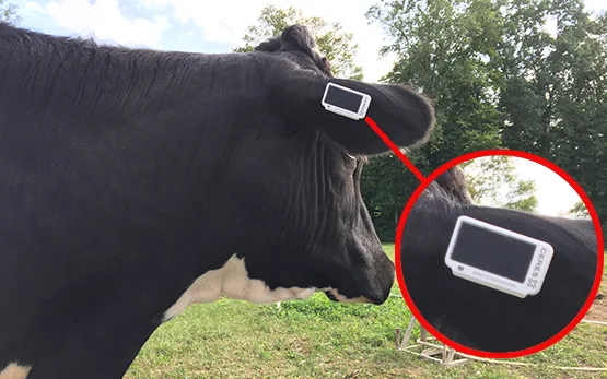 digitale-ohrmarke Diese Ohrmarke soll künftig das Auslauf- und Weidejournal führen