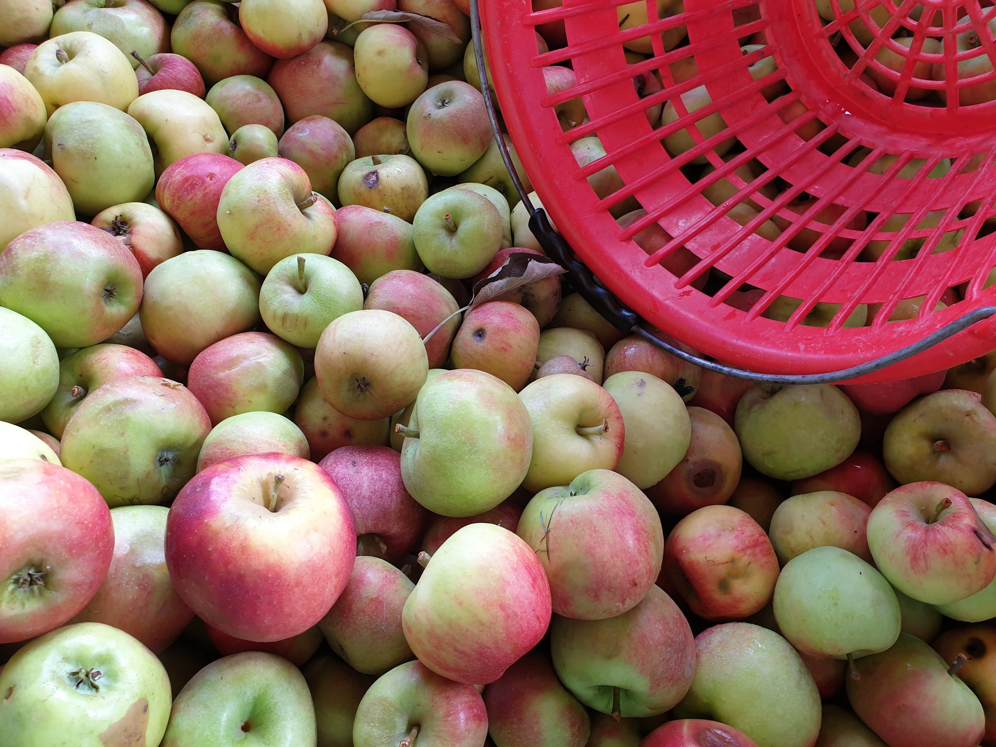 Viel Gold und Silber für Aargauer Obstsäfte