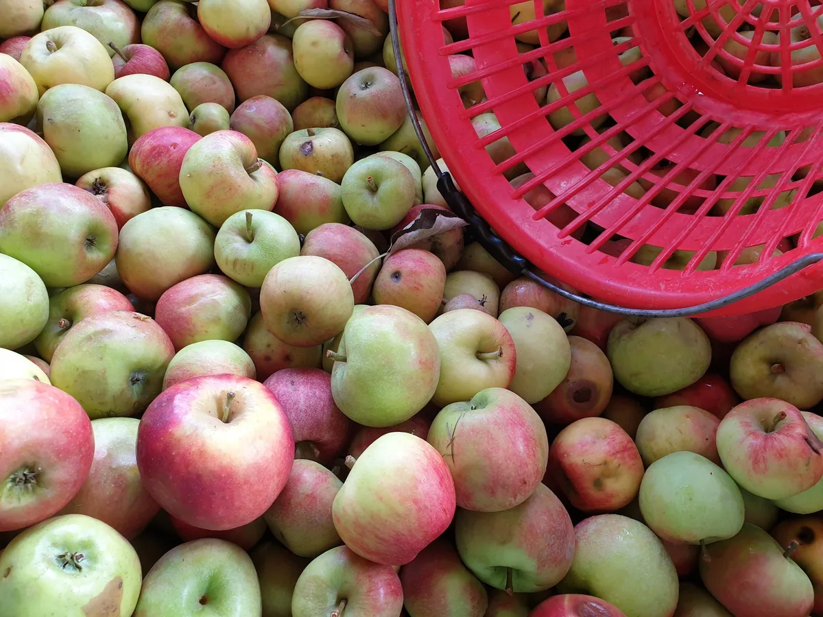 Mostobst_3 Viel Gold und Silber für Aargauer Obstsäfte