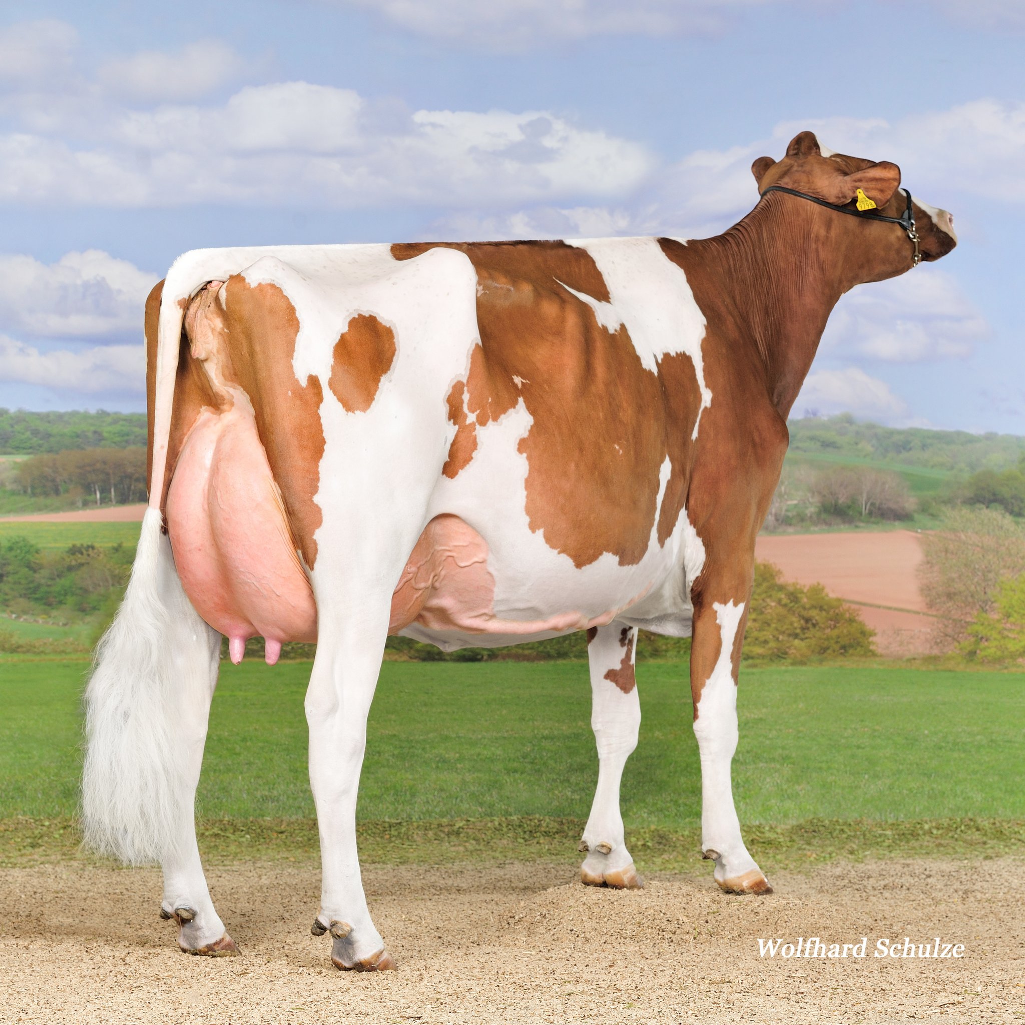 Schuwey Destry Bianca (EX-93) (Bild ws)