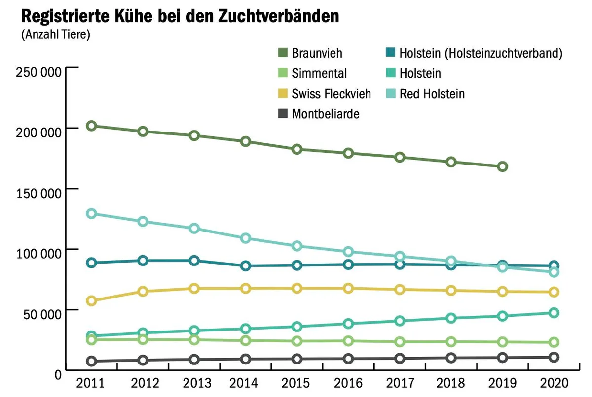 993cb5d5c11a003fc10af84e87260379cb39da15 Die Verlierer und Gewinner des Strukturwandels bei den Milchkuhrassen zeigt ein Blick in die Herdebücher. (Grafik mi/Quelle Swissherdbook, Holstein Switzerland, Braunvieh Schweiz)