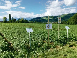 Eine erhöhte Resistenz der Kartoffeln gegen die Kraut und Knollenfäule soll den Einsatz von Kupfer reduzieren. (Bild lko)