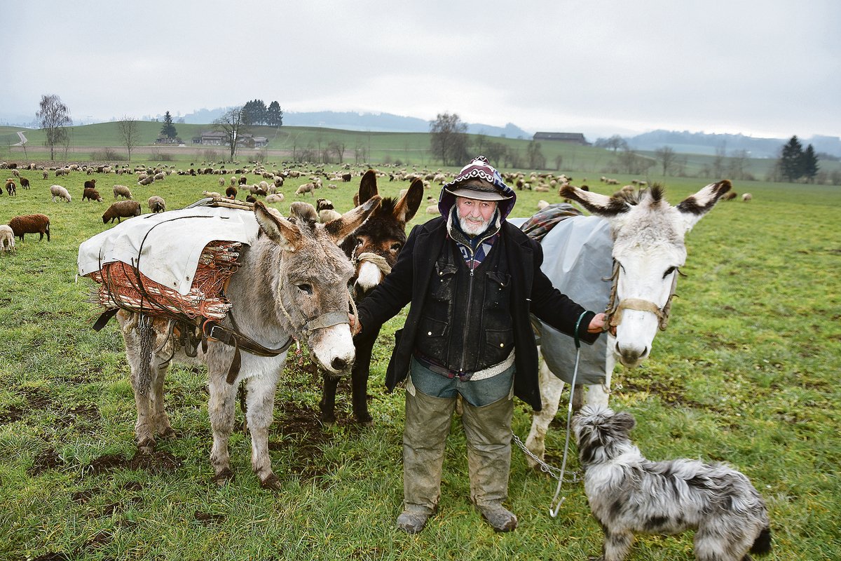Der 63-jährige Franco Vitali aus dem bündnerischen Südtal Poschiavo ist seit vielen Jahren Wanderhirte. Derzeit durchquert er mit 700 Schafen, seinen Eseln und seinen Hunden die Ostschweiz. (Bilder Urs Oskar Keller)