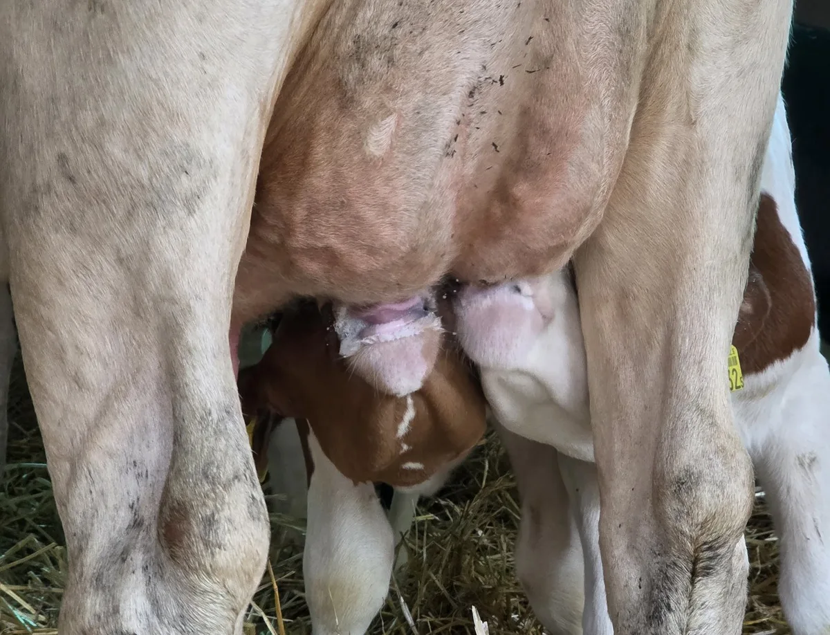 Steigende Antibiotikazahlen bei Milchkühen: die Kälber als Ausweg?