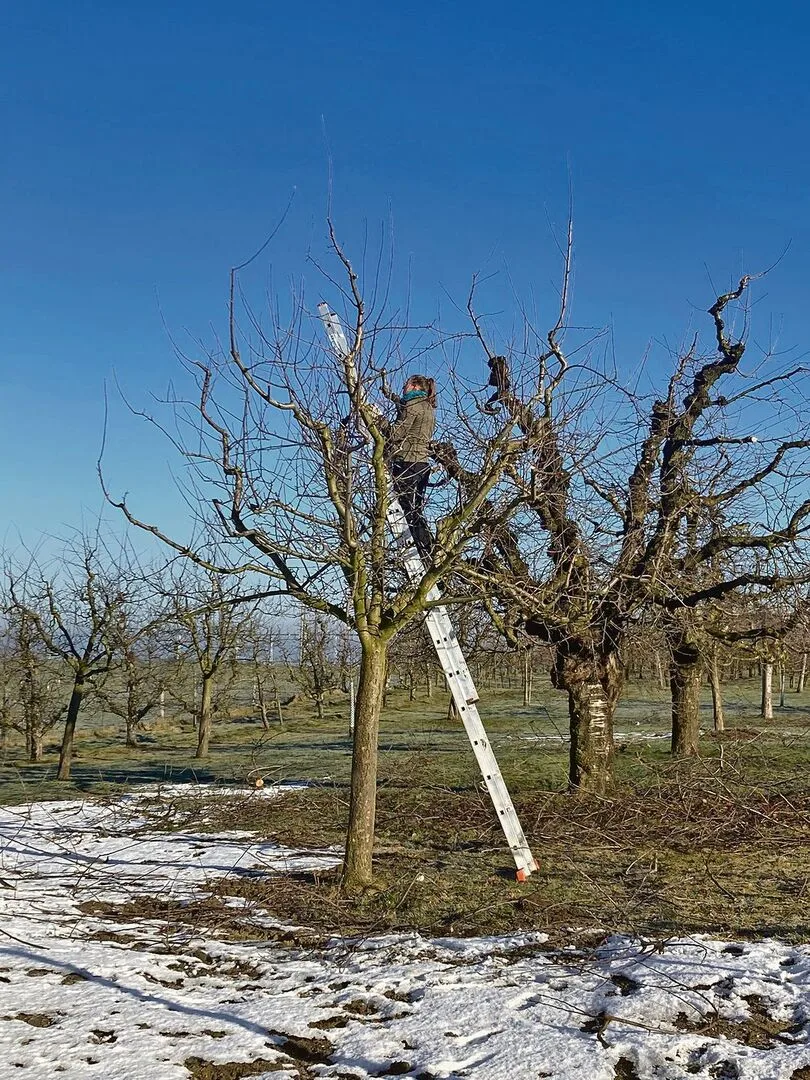 3c2667d88f9be29238b2a0dbe1d274c92bada14449f97840826d60e552ccfe1d Bei schönem, aber kaltem Winterwetter schneidet Eliane Geissbühler mit ihrem Chef die Obstbäume.