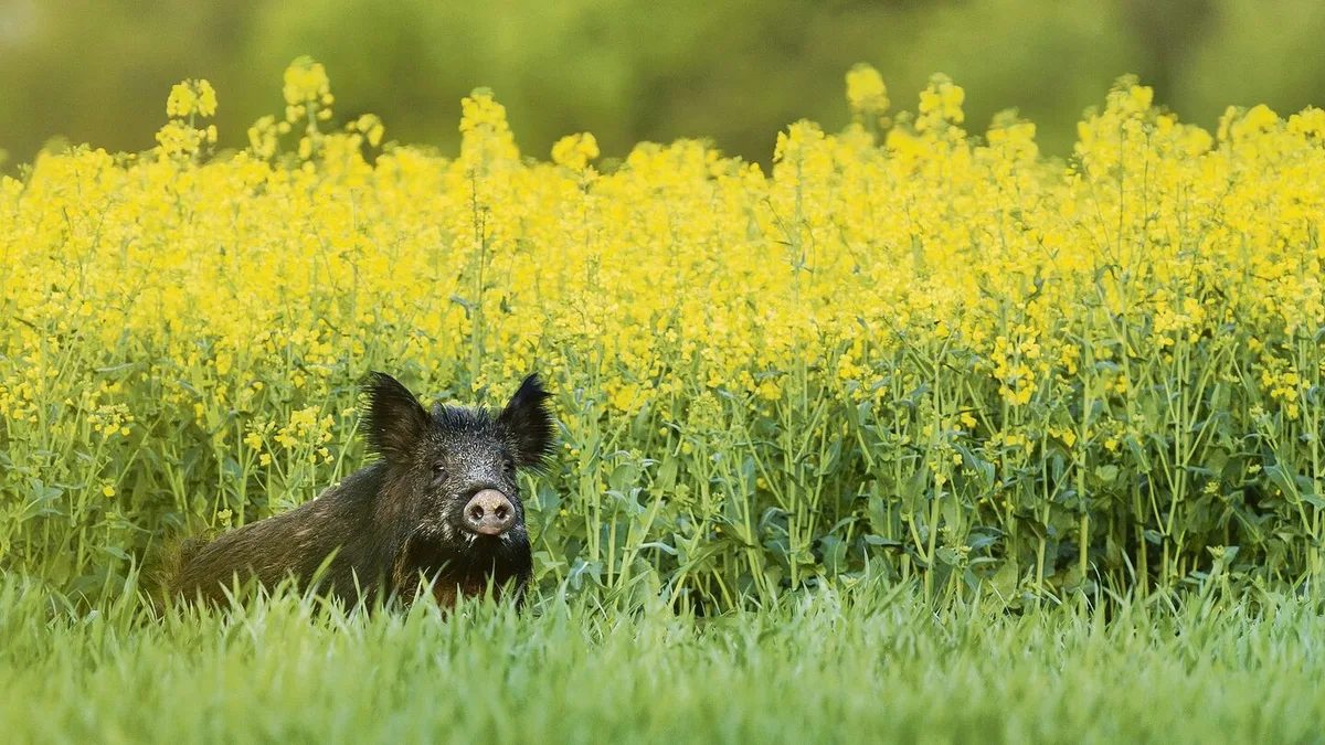 94a0b51273d082744b9ca5ec45d43788bdf6ae3044a7d720078a61a805c8eca6 In mehreren Ländern ist ASP in der Wildschweinpopulation ausser Kontrolle. So auch im Ferienland Italien.