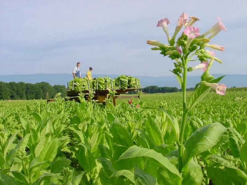 3b6e69d9ec0e1c5b81af5ce7d625d24dfa001f98 Swiss Tabac betont die strengen Kontrollen der Schweizer Produktion im Gegensatz zu jener im Ausland. (Bild BauZ)