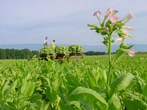 Swiss Tabac betont die strengen Kontrollen der Schweizer Produktion im Gegensatz zu jener im Ausland. (Bild BauZ)