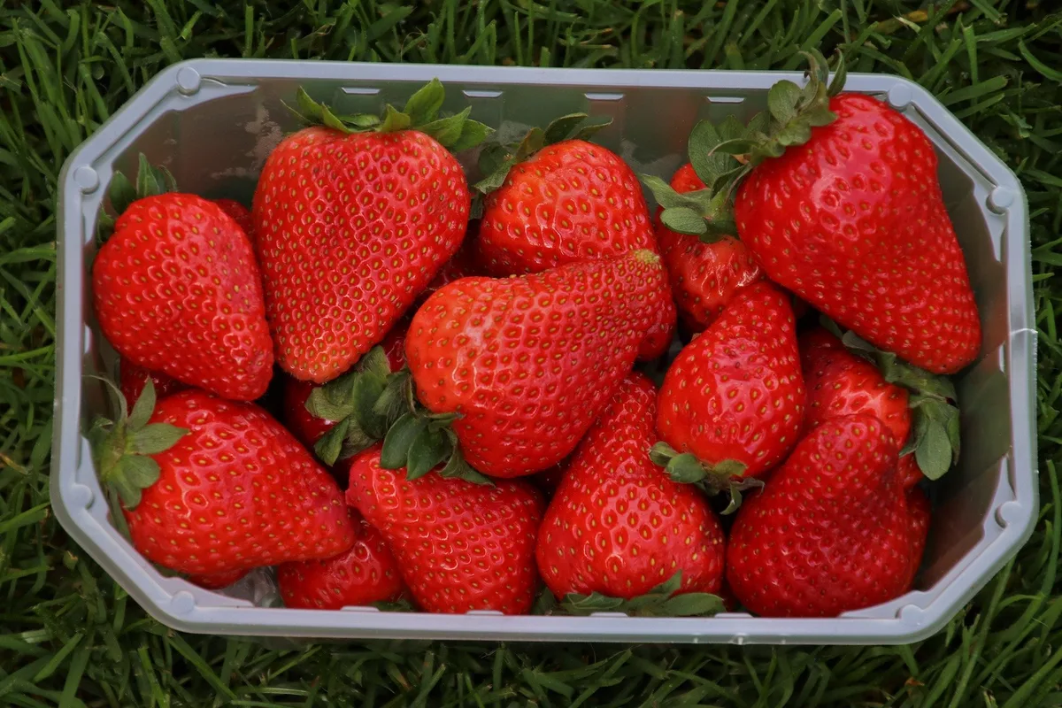 erdbeeren_julita Aldi verspricht: Erdbeer-Werbung gibt es nur noch während der Saison