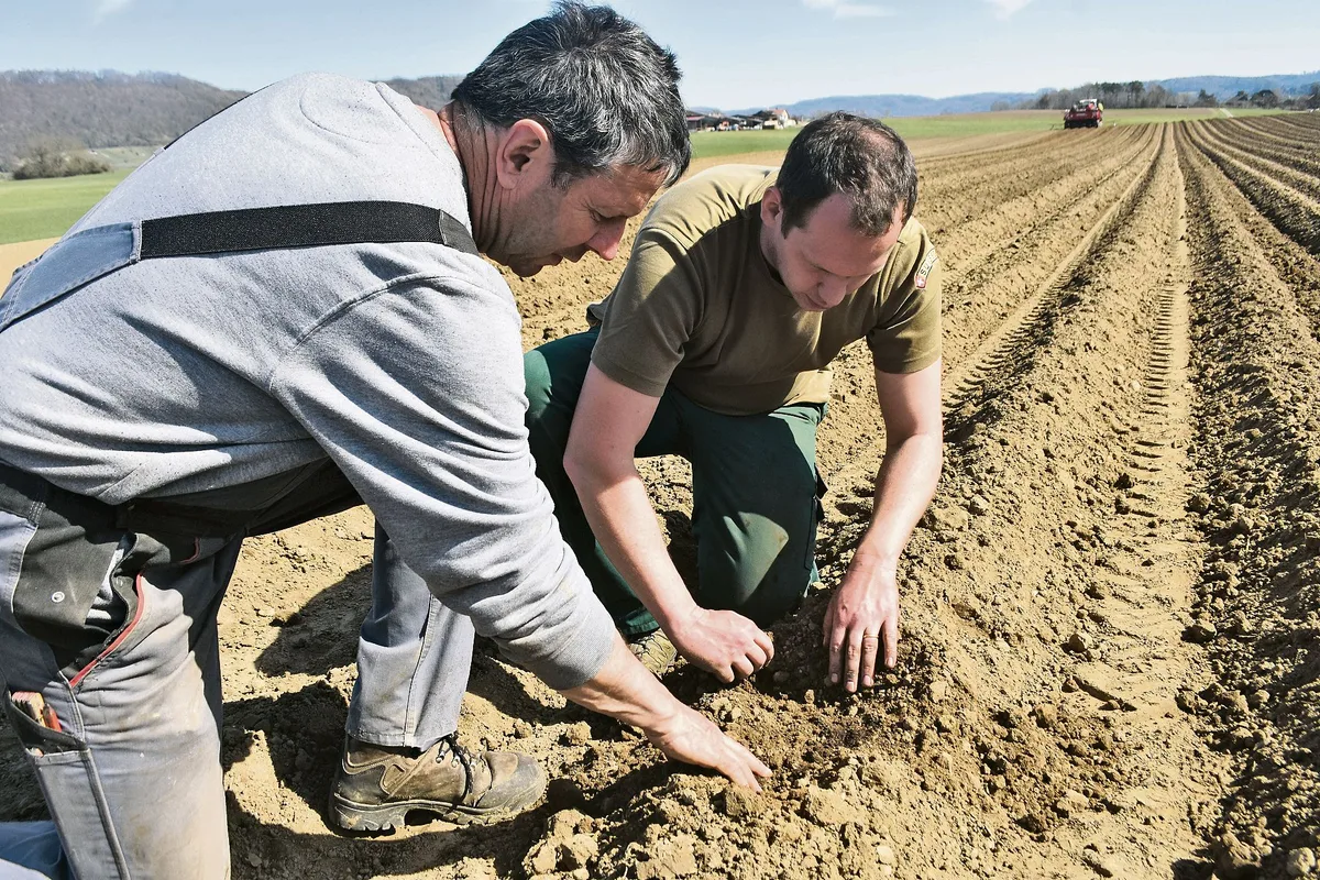 8c7891d9bc334f51ae27c3f3afc5aa1cffbc0a2f Daniel Vetterli (l.) und Tobias Gelencsér prüfen, ob die Kartoffeln richtig im Kompostbeet liegen. (Bilder Thomas Güntert)
