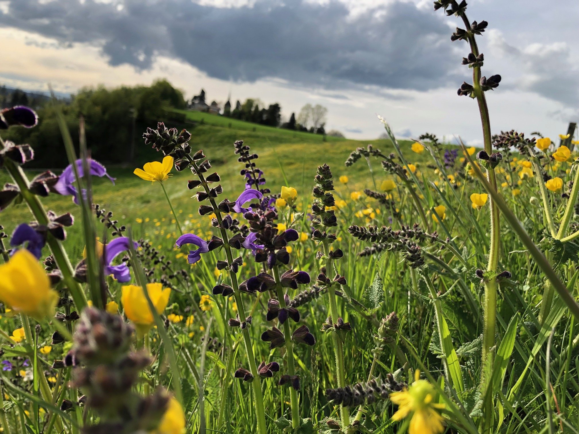 Ständerat bei Biodiversitäts-Initiative auf Linie des Bauernverbands