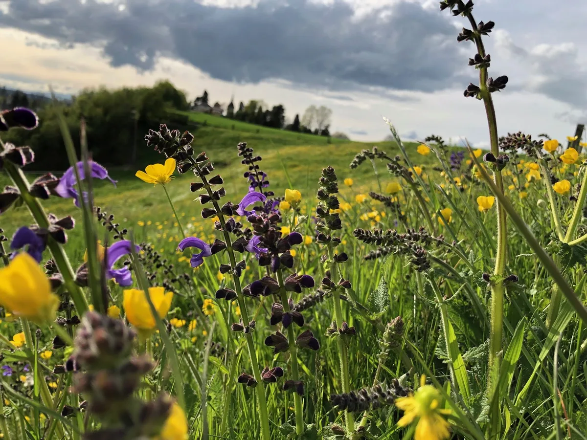 Ständerat bei Biodiversitäts-Initiative auf Linie des Bauernverbands