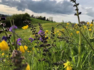 Der SBV argumentiert, bereits heute dienten 19 Prozent der LN der Biodiversität, was 190'000 ha entspreche. Fast drei Viertel davon seien bereits vernetzt und Weiteres wie etwa extensiv genutzte Sömmerungsflächen kämen noch hinzu.