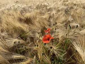 Schweizer Futtergetreide (hier ein Gerstenfeld ) ist preislich unter Druck durch die umfangreichen Einfuhren.