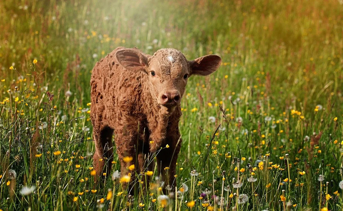 calf-829430_1280 Keine Abschussverfügung für den Wolf, der ein Kalb geholt hat