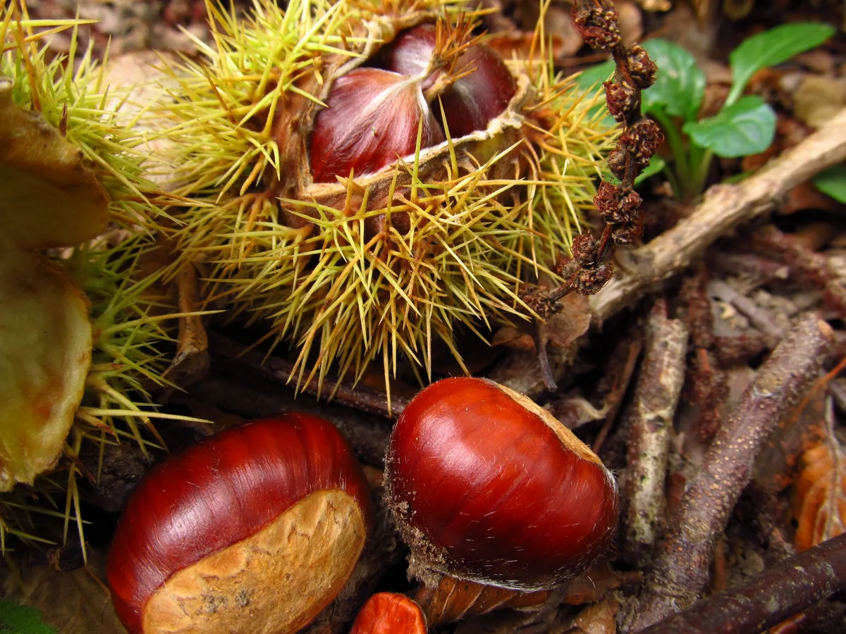 bz-rep-46-kastanie-titel-neu Edelkastanien sind unkompliziert als Baum, aber anspruchsvoll als Frucht