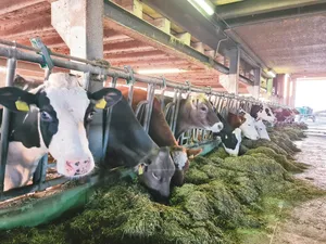 Für die Herde mit drei Rassen werden Leistungsziele definiert, die Milchleistung soll beispielsweise bei 8500 bis 9500 kg liegen. Auf Soja im Futter wird verzichtet.(Bild BBZN Hohenrain)