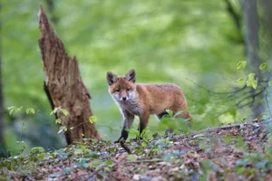 Der Fuchs ist mittlerweile zum Kulturfolger geworden. Neue Studien weisen darauf hin, dass die Tiere schon seit langer Zeit vom Menschen zurückgelassene Abfälle fressen. (Bild Pixabay)