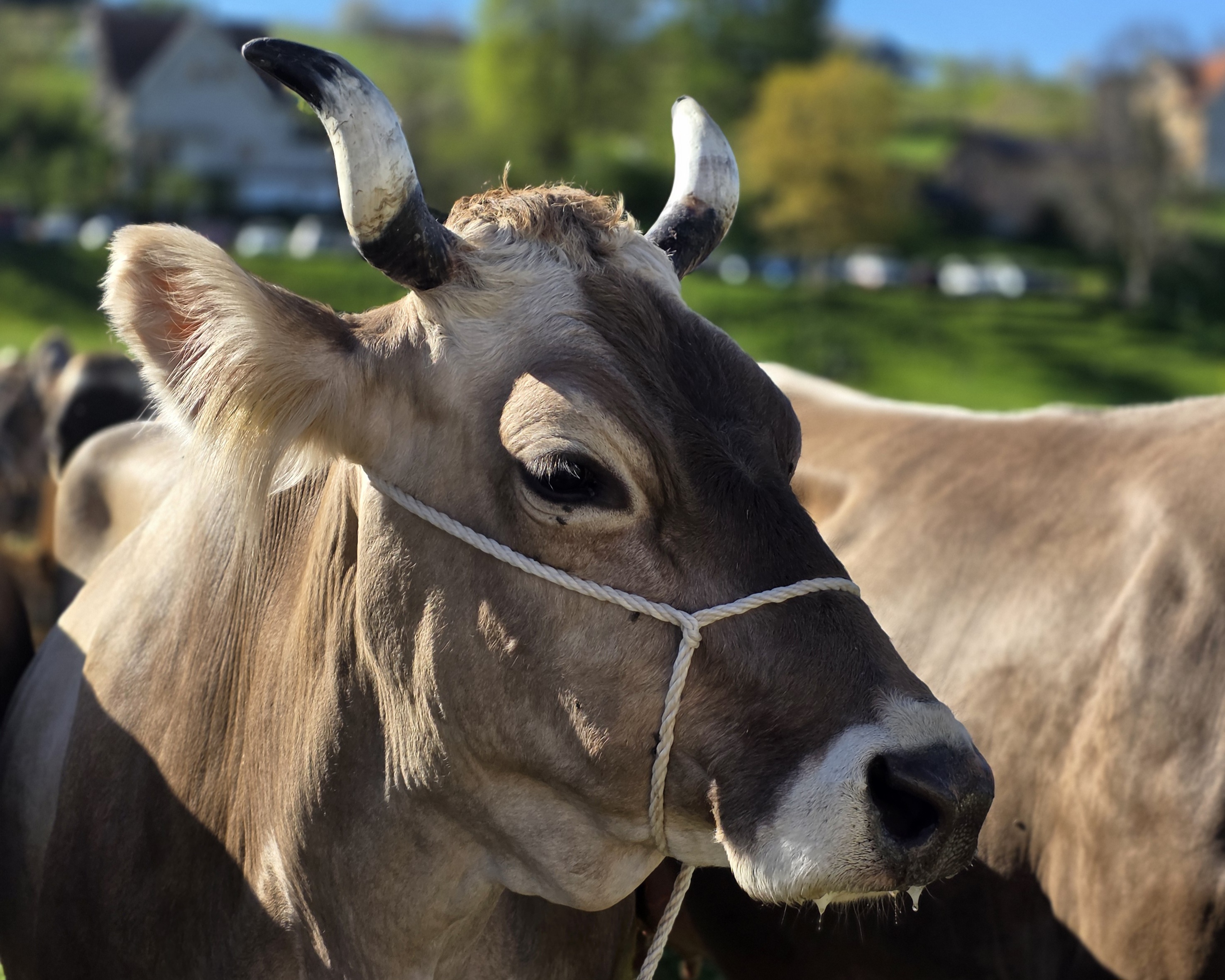 Viele haben es kommen sehen: der Schweiz fehlen die Kühe. Mit den Schlachtkühen des Sommers hat jemand Geld verdient, es war aber nicht der Bauer.