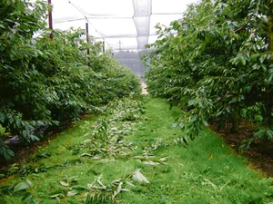 Mit einem angepassten Sommerschnitt kann der Baum gesund und das Wachstum der Krone ruhig gehalten werden. (Bild FOB)