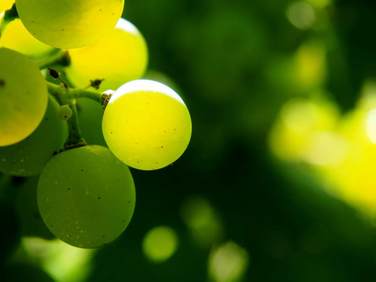 Die wunderbare Welt der Weine – Herausforderung Klimawandel