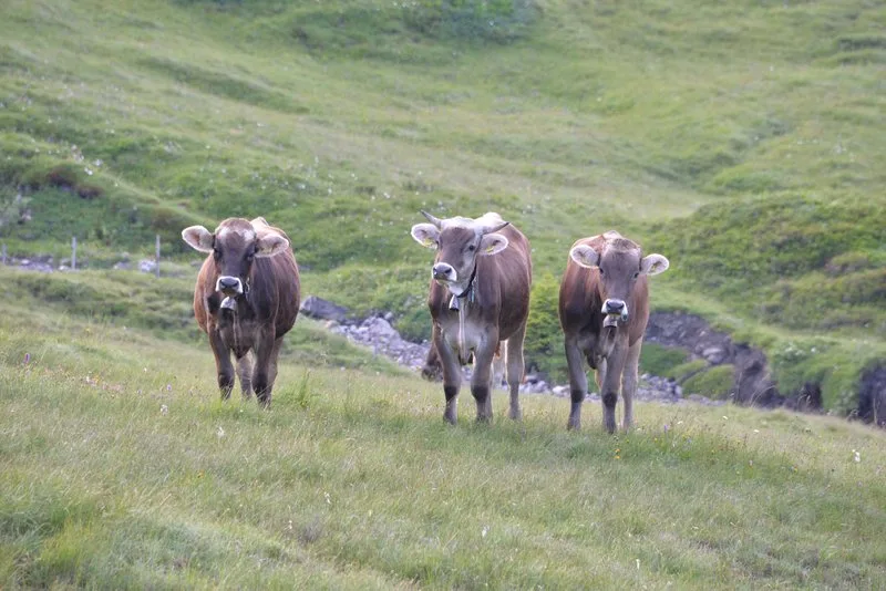 BVD wird leicht übertragen – besonders von lebenslänglich ansteckenden PI-Tieren. (Symbolbild BauZ)