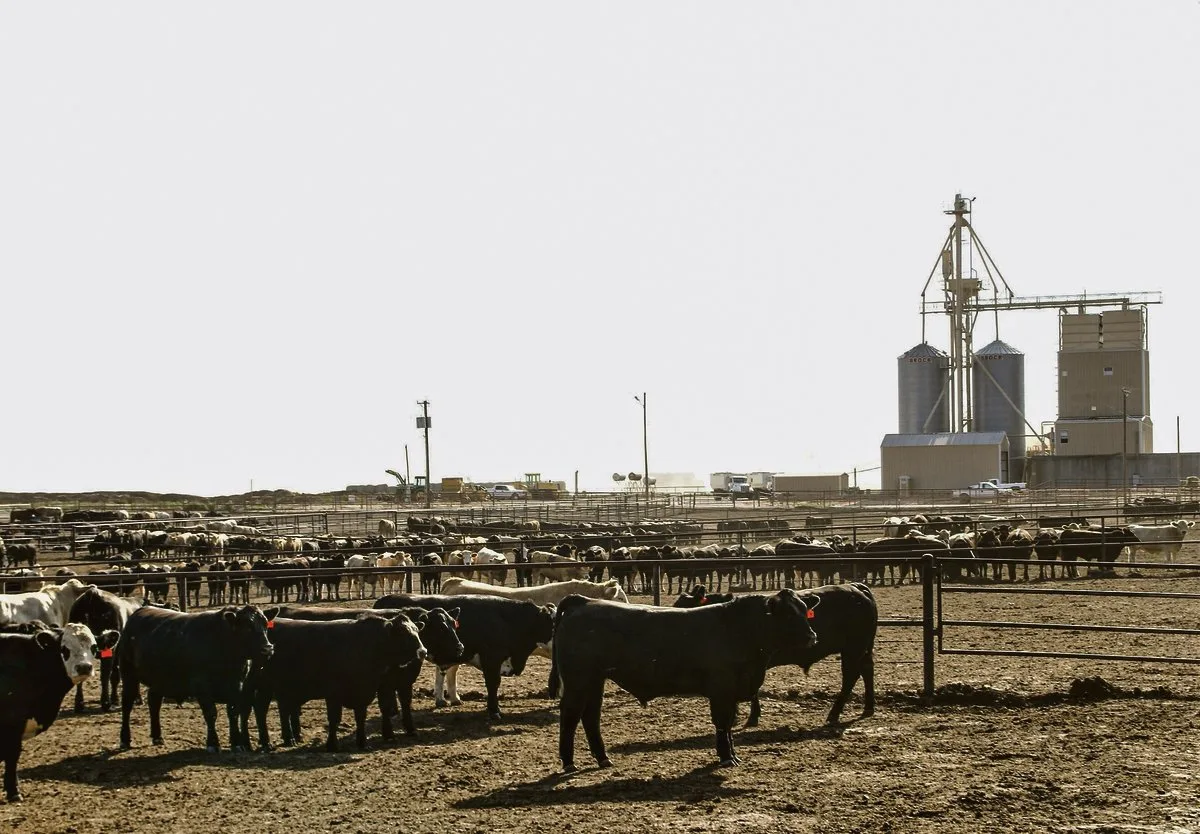 68ddb86a967d046ca2d338c661160221264c727f Ein Feedlot in Texas: Die amerikanische Landwirtschaft setzt auf Produktivitätsgewinne und Rationalisierung, um sich international Konkurrenzvorteile zu verschaffen. (Bild Markus Rediger/LID)