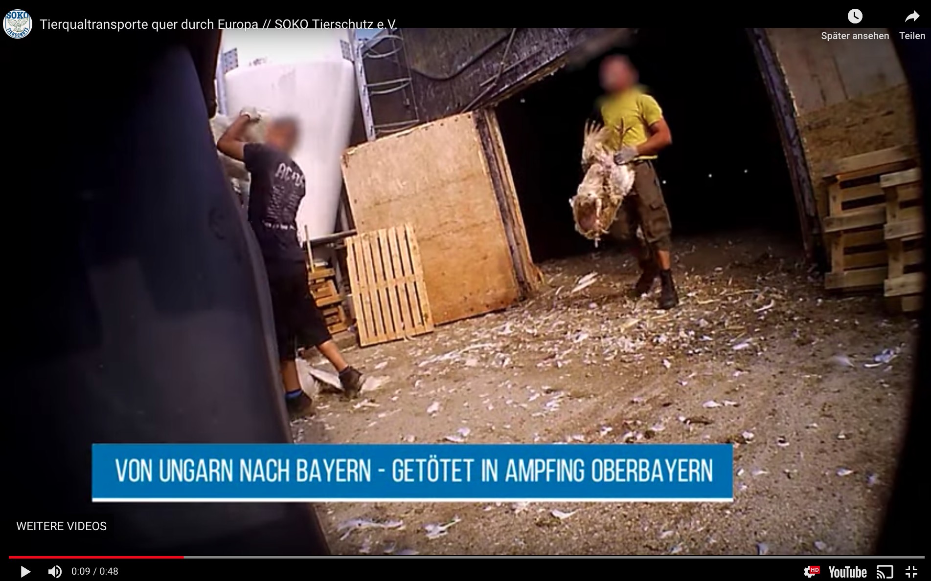 Der Abnehmer Bell hat unangemeldete Kontrollen im ungarischen Betrieb angekündigt. (Bild Screenshot Youtube Soko Tierschutz)