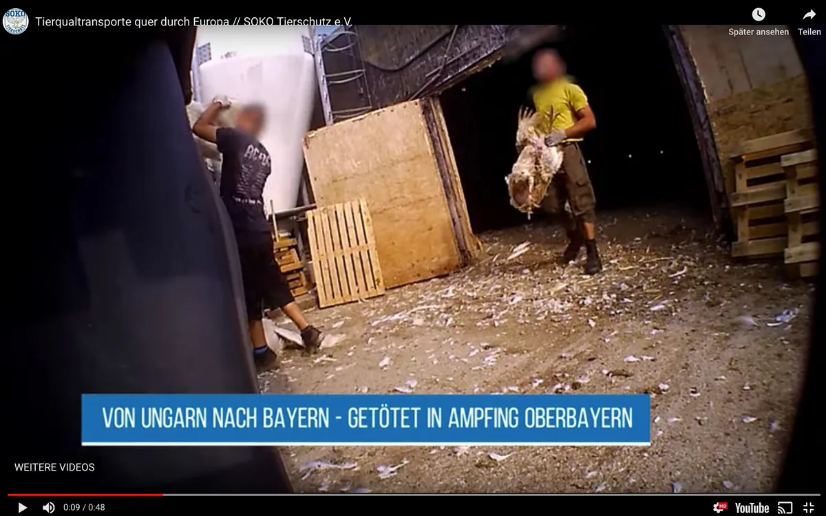 051e435a8228e87b0d8f9c6dae66d222e59dfa5d Der Abnehmer Bell hat unangemeldete Kontrollen im ungarischen Betrieb angekündigt. (Bild Screenshot Youtube Soko Tierschutz)