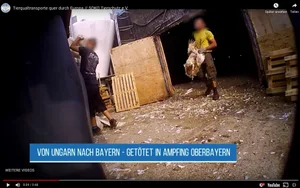 Der Abnehmer Bell hat unangemeldete Kontrollen im ungarischen Betrieb angekündigt. (Bild Screenshot Youtube Soko Tierschutz)