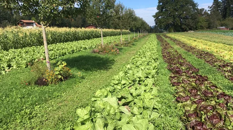 2c67ba50ade23fb51aea18560e49f3e86f57d0af Agroforst-Systeme bieten für diverse Vogel-, Insekten- und Reptilienarten neue Habitate. Im Bild Obstbäume kombiniert mit Gemüsebau. (Bild Bernhard Hänni)