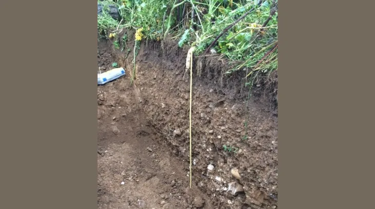 Durchwurzelung des Oberbodens mittels Gründüngung zwei Monate nach der Aussaat Ende Juli. (Bild Wallierhof)